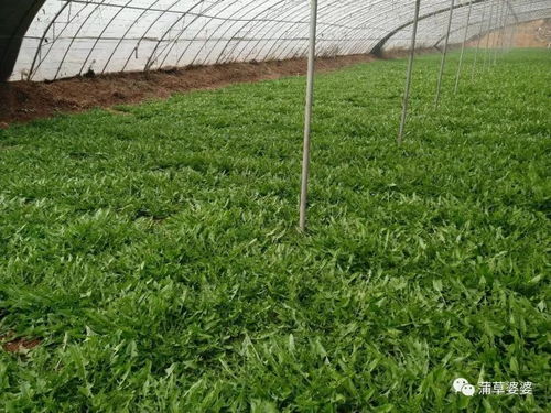 申美集團考察金益農 共謀蒲公英標準化種植與精深加工新篇章