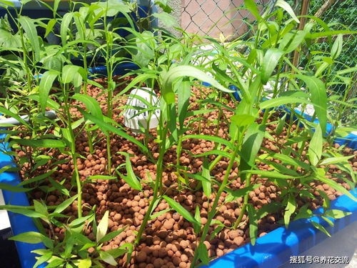 三十天速成菜園 陽臺盆栽蔬菜的種植與快樂