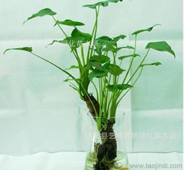 優質水培滴水觀音與千手觀音 室內觀葉盆栽的全方位指南